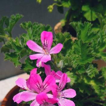 挿し芽で増えるの投稿画像一覧 Greensnap グリーンスナップ