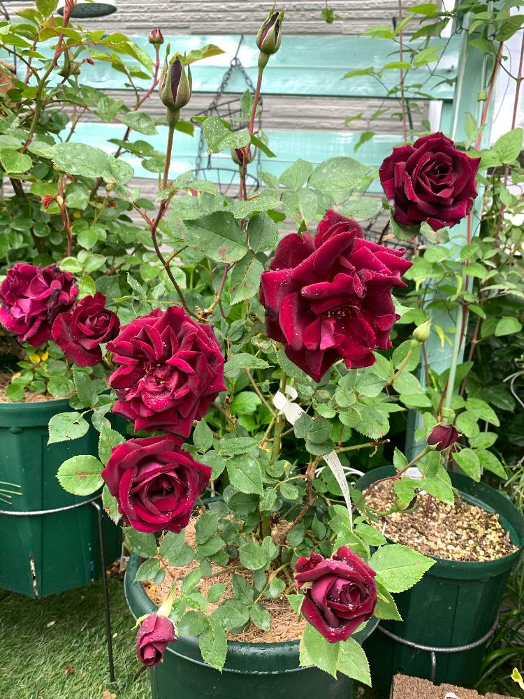 薔薇の投稿画像 By さくらンボーさん ルイ14世 と小さな庭と耐寒性宿根草とブラックローズ と庭の花と手作りの庭と満開と耐寒性多年草と多年草と宿根草 と鉢植えと花のある暮らしとバラ ルイ14世と薔薇 と黒バラと耐寒性と庭の宿根草と耐寒性宿根草とブラックローズ