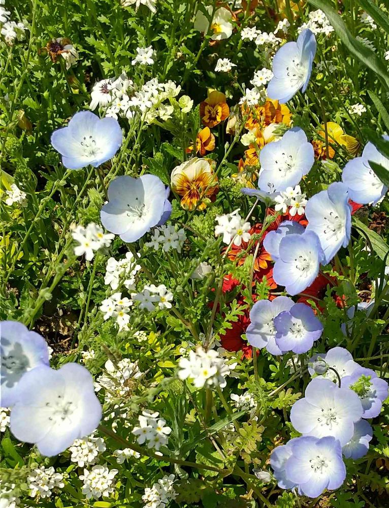 和の花♪さんの里山ガーデン（大花壇）への投稿