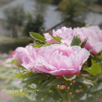 花びらの美しさの画像 by Hirochan＊  flowersさん | ぼたんとJuneの会とかわぃぃ。と花びらの美しさと太陽の光を浴びてとふんわり優しい色と可愛いピンク色♡とお花好きの人と繋がりたい