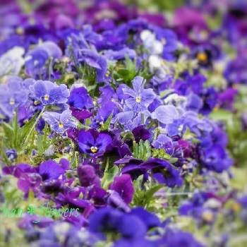 花びらの美しさの画像 by Hirochan＊  flowersさん | 青い小さな花マニアとJuneの会とかわぃぃ。と青いスミレ科マニアと花びらの美しさと太陽の光を浴びてとふんわり優しい色と青い花マニアとチーム・ブルーとお花好きの人と繋がりたいと青い花大好きとチーム・ブルーNo.102