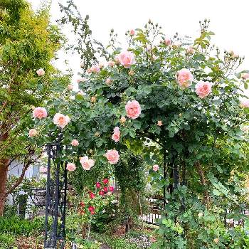 薔薇　ロココの画像 by YUMIさん | 広い庭とロココとバラのアーチとばら バラ 薔薇とお気に入り♡と薔薇　ロココとつるバラロココとバラのある暮らしと薔薇の蕾さんと今日の一枚と可愛い〜♡とナチュラルスタイルとガーデニングとバラが好きと花のある暮らしとローズガーデンとお花が咲いたとバラを楽しむと自慢のバラ_2021