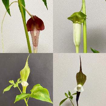 ウラシマソウ の投稿画像一覧 Greensnap グリーンスナップ