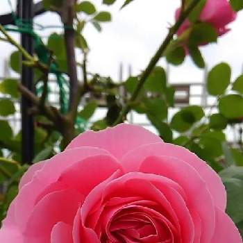 薔薇が大好きの画像 by フランさん | お出かけ先とピンクの薔薇と綺麗な薔薇と薔薇が大好きとガーデニングと薔薇大好き