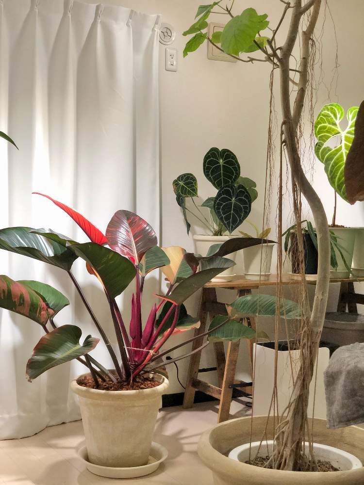 フィカス ウンベラータの投稿画像 By Guriさん アンスリウム クラリネルビウムとフィロデンドロン ロジョコンゴとみどりのある暮らしと観葉植物とケイトさんと植中毒とフィカス ウンベラータとフィロデンドロン属とフィカス属とサトイモ 科と ウンベラータとジャングル化 フィカス ウンベラータの投稿画像 By Guriさん アンスリウム クラリネルビウムとフィロデンドロン ロジョコンゴとみどりのある暮らしと観葉植物とケイトさんと植中毒とフィカス ウンベラータとフィロデンドロン属とフィカス属とサトイモ 科と ウンベラータとジャングル化