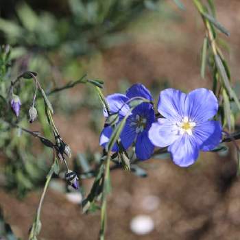 宿根アマの投稿画像一覧 Greensnap グリーンスナップ 宿根アマの投稿画像一覧 Greensnap グリーンスナップ