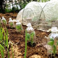 芽キャベツの育て方 植え付けや収穫の時期は 鉢でも栽培できる Greensnap グリーンスナップ