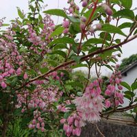 ウツギ,サラサウツギ,yuメモリー,小さな庭の画像