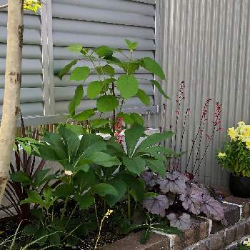 アナベルの投稿画像一覧 Greensnap グリーンスナップ