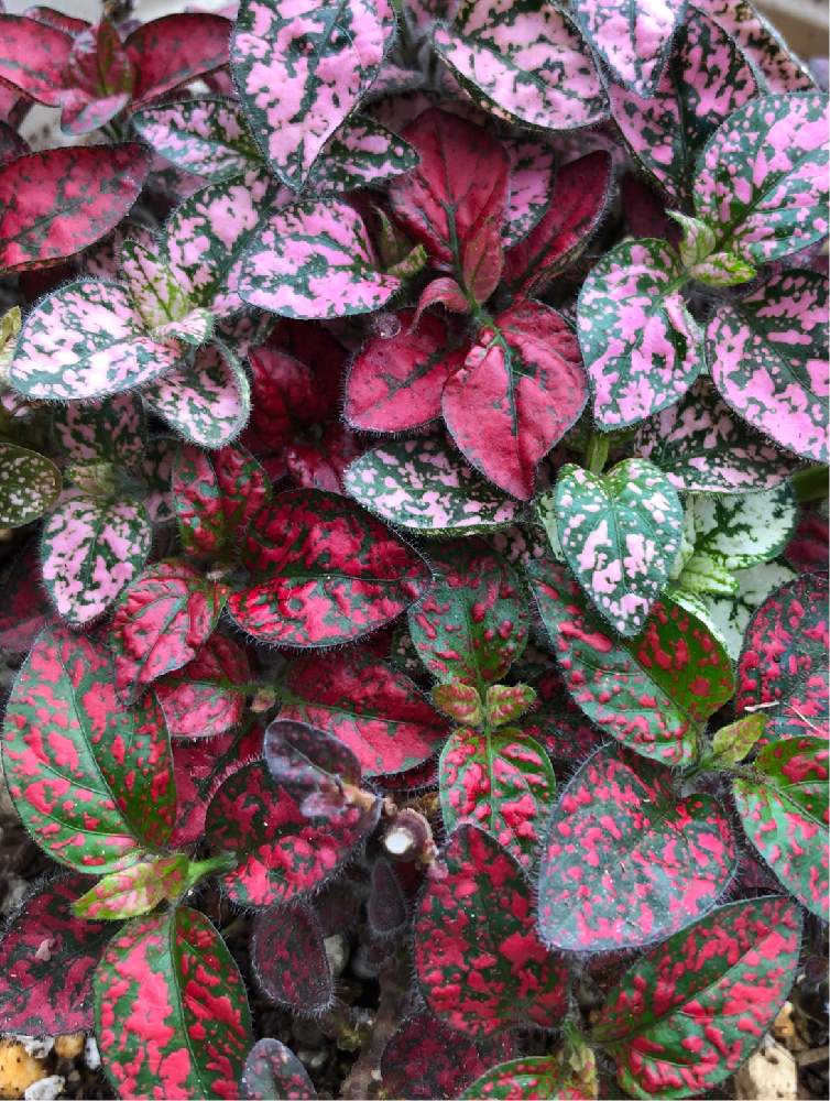 ヒポエステス 別名 そばかす草の投稿画像 By 心に花をさん 綺麗な色に Happyとキツネノマゴ科ヒポエステス属 21月5月6日 Greensnap グリーンスナップ