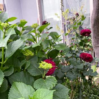 ❤️いいねありがとう♪の画像 by キントキさん | 小さな庭とアジサイとアストリット・グレーフィン・フォン・ハルデンベルグと❤️いいねありがとう♪と小庭のある暮らしとバラの季節と花のある暮らしと南の庭☀️