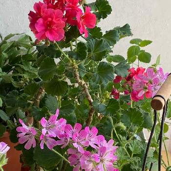 長持ちする花の投稿画像一覧 Greensnap グリーンスナップ