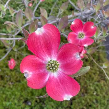 ハナミズキ 赤の投稿画像一覧 Greensnap グリーンスナップ