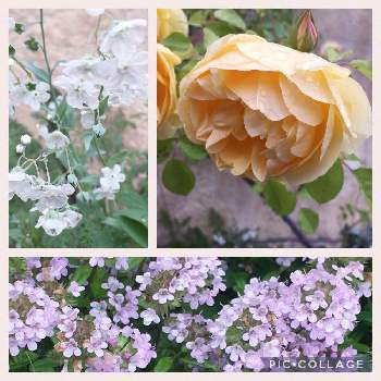 クリーピング タイム❇︎の画像 by nmi08yu29さん | お出かけ先と過去picとばら バラ 薔薇とハーブ　タイムとGSに感謝。とオレンジ色とピンク色の花と白い花とクリーピング タイム❇︎