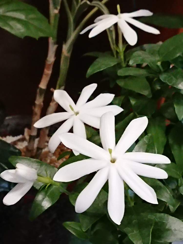 ワイルドスタージャスミンの投稿画像 By Pekochanさん お出かけ先とお花屋さんとショッピングモールとお花屋さんとショッピングモール 21月5月6日 Greensnap グリーンスナップ Greensnap グリーンスナップ