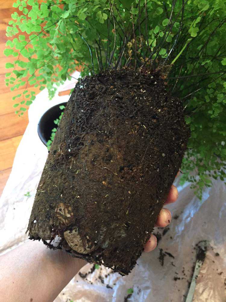 アジアンタムの植替え Greensnap グリーンスナップ