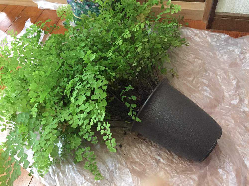 アジアンタムの植替え Greensnap グリーンスナップ