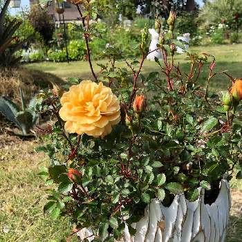 モカの画像 by ラックスさん | 広い庭とモカとアンティークとミニ薔薇と四季咲き