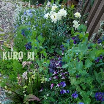 kuro*riのメインガーデンの画像 by Kuro*riさん | 小さな庭とブルーデイジーとセントーレア モンタナとフェリシア・フェリシティと春のお花とボーダー花壇とナチュラルライフと小さな幸せ♡とズボラガーデナーと植物がある暮らしとナチュラルスタイルとkuro*riのメインガーデンと花のある暮らしとブルーの花とボーダーガーデンと花も多肉も好き