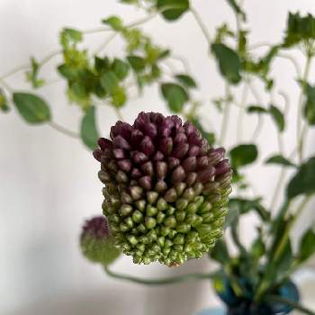 アリウム タンチョウの投稿画像一覧 Greensnap グリーンスナップ