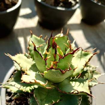 アガベ チタノタ フィリグリーの投稿画像一覧 Greensnap グリーンスナップ