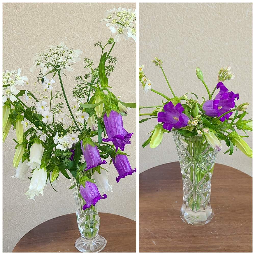 うなずく 慢性的 奨励 オルレア 切り花 Medicalcare Gr Jp