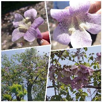 桐の花の投稿画像一覧|🍀GreenSnap(グリーンスナップ)