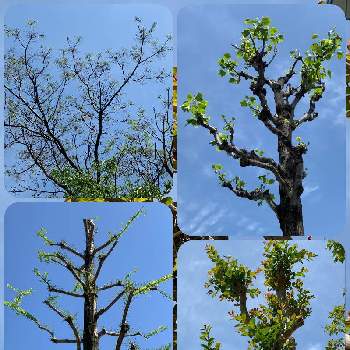集合住宅の植栽の画像 by anpunpunさん | サルスベリとセンダンとラクウショウとユリノキと街路樹と集合住宅の植栽とよそさまの畑