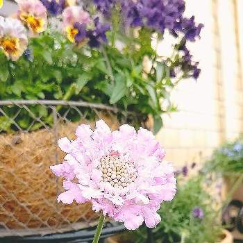 スカビオサ ピンクレースの投稿画像一覧 Greensnap グリーンスナップ