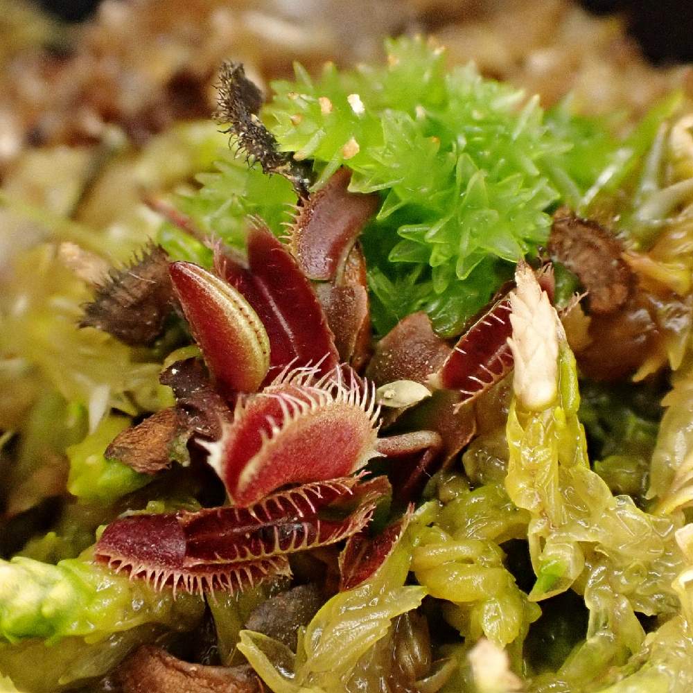 Dionaea Muscipula Jolly Joker の投稿画像 By 熊みたいな熊さん 観葉植物と食虫植物と室内栽培専門と多肉大好きと食虫植物 ハエトリソウと室内栽培と草植系男子とおうち園芸とマクロ撮影と珍奇植物とled栽培 21月5月6日 Greensnap グリーンスナップ