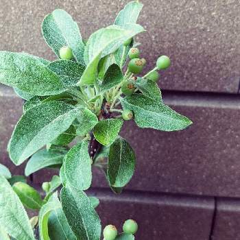 ありさんの投稿画像一覧 Greensnap グリーンスナップ