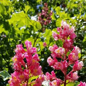 実のなる木♪の画像 by スーミーさん | お出かけ先とセイヨウトチノキとピンクのお花と春の花！と木本と実のなる木♪