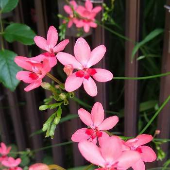 ヒメオウギの投稿画像一覧 Greensnap グリーンスナップ