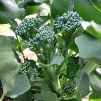 プランター,プランター野菜,収穫,野菜苗,プランター植えの画像