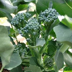 プランター,プランター野菜,収穫,野菜苗,プランター植えの画像