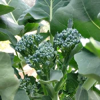 ネットメロン ラブコール,袋栽培,おうちde菜園,家庭園芸の画像