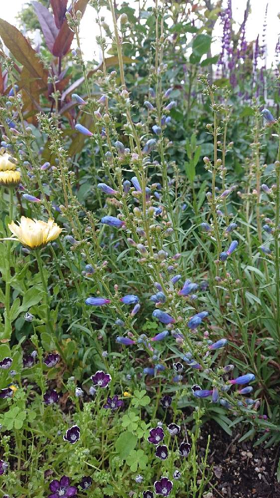 ペンステモン ハスカーレッドの投稿画像 By 柚乃さん ネモフィラ ペニーブラックとペンステモン エレクトリックブルーとカレンジュラ スノープリンセスと小さな庭と我が家の花達と見たら絶対欲しくなる と好きなの とおうち園芸と可愛い蕾と進化する庭とあと少しと待っ