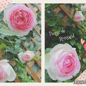 バラ壁面の画像 by ＊mimi＊さん | 小さな庭とピエール  ドゥ  ロンサールとばら バラ 薔薇とバラ壁面とバラ・ピエールドゥロンサールとガーデニングと花のある暮らしとバラ・ミニバラ