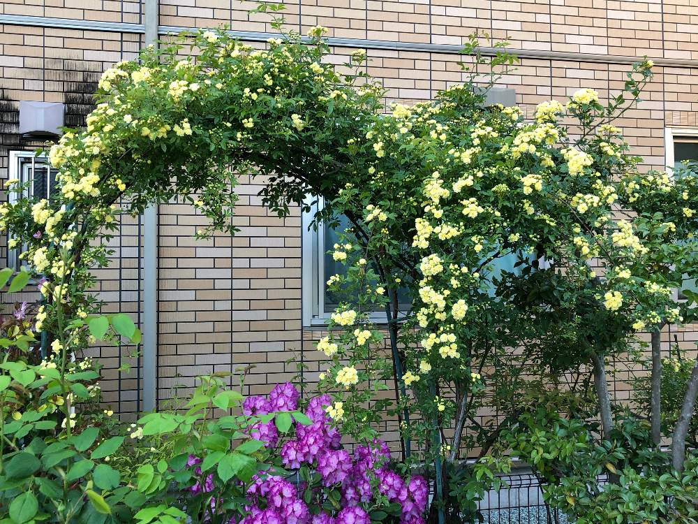 黄モッコウバラの投稿画像 By Ki Kiさん ピンク色が大好きとキュンキュン乙女倶楽部とオージープランツ大好きと多肉大好きとネイティブプランツ大好きとあじさい 大好き とバラ大好きとおうち園芸とステンドグラス 大好きとバラと夢clubと多肉女子とホヤ大好きと花の