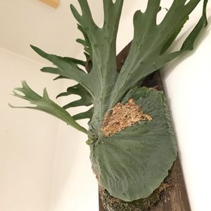 珍奇植物,板壁DIY, ビカクシダ,俺のビカクシダ,お店の植物の画像