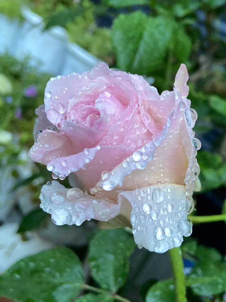 令和３年ゴールデンウィークに咲いたバラ 未投稿のpic Greensnap グリーンスナップ