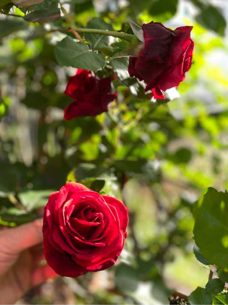 令和３年ゴールデンウィークに咲いたバラ 未投稿のpic Greensnap グリーンスナップ