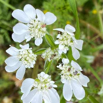 白い野の花の投稿画像一覧 Greensnap グリーンスナップ