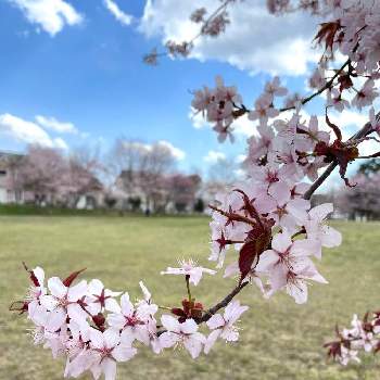 桜咲くの投稿画像一覧 Greensnap グリーンスナップ