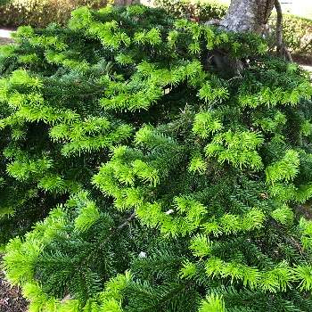 ウラジロモミの投稿画像一覧 Greensnap グリーンスナップ