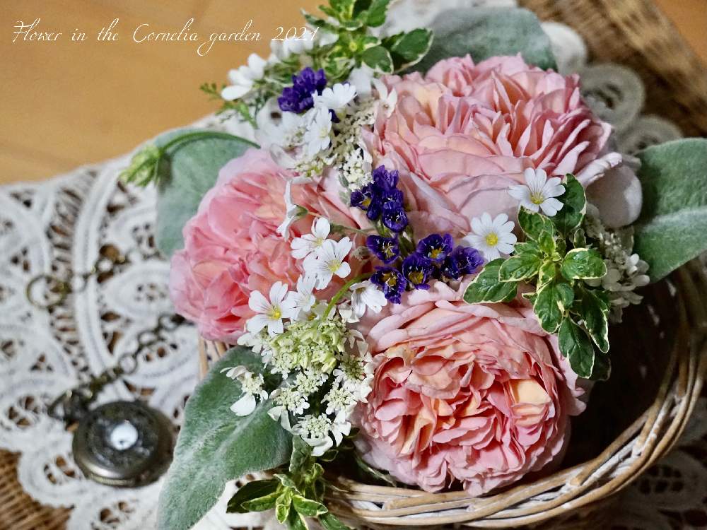 オルラヤの投稿画像 By コーネリアさん ラムズイヤーとバラ エヴリンとセラスチューム シルバーカーペットとギリア トワイライトとオレガノカントリークリームと春のお花とバラと暮らすと春のリビングフラワーフォトコンと楽しみ とアンティークのある暮らしとお庭の花