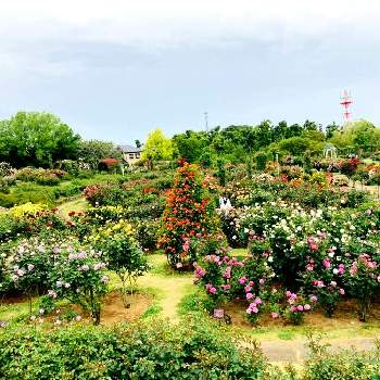お花がたくさんの画像 by kazahanaさん | お出かけ先とバラ園の薔薇と花のある暮らしと京成バラ園とお花がたくさんとローズガーデン　スプリングフェスティバル　2021
