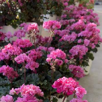 イングリッシュゼラニウムの投稿画像一覧 Greensnap グリーンスナップ