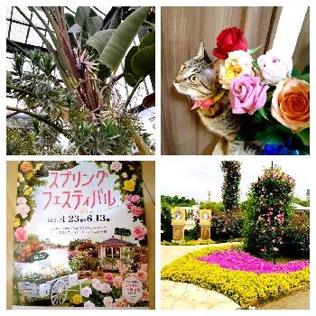 お花がたくさんの画像 by kazahanaさん | お出かけ先とバラとペチュニアとオーガスタとティト♂↝♀とお花がたくさんと京成バラ園の温室と京成バラ園と温室とベルばらテラスとローズガーデン　スプリングフェスティバル　2021と花のある暮らし