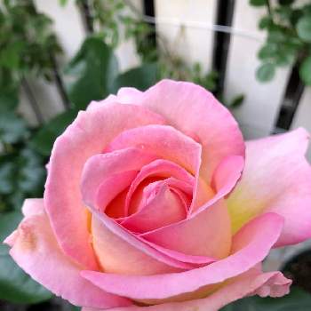 バラ エルの投稿画像一覧 Greensnap グリーンスナップ